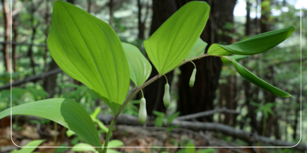 둥글레차 물 대신 이렇게 마시면 위험합니다!6