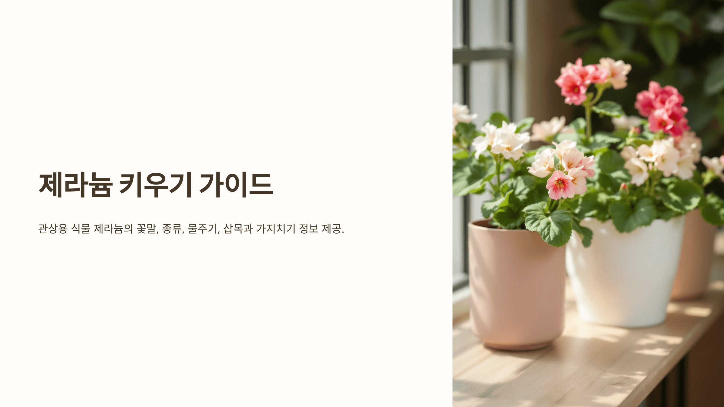 제라늄과 관련된 사진입니다.