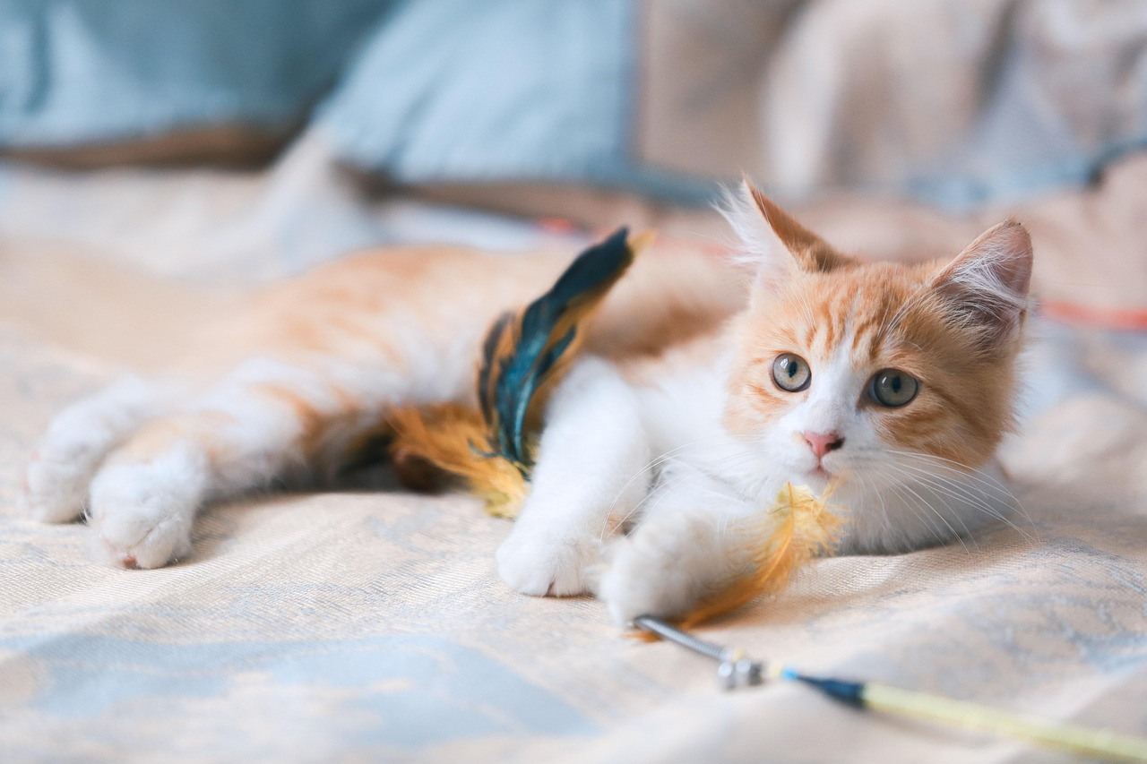 고양이 자궁축농증 진단 방법