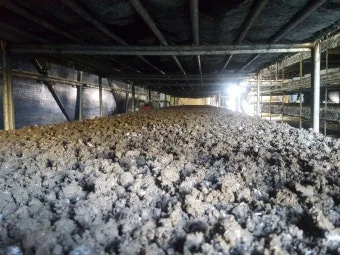 양송이버섯 재배 배지 준비 온도 습도 수확 정리_9