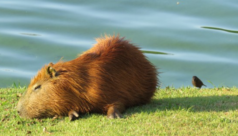강에서 사는 카피바라의 습성과 사회적 행동 알아보기