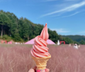 포천 허브아일랜드-핑크뮬리