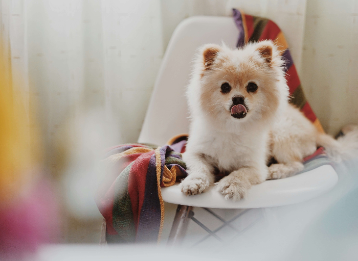 포메라니안 