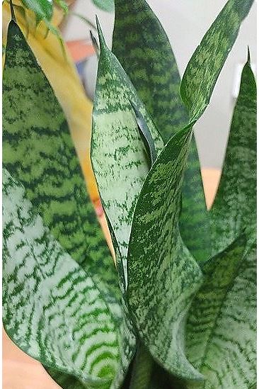 산세베리아 그린 타이거