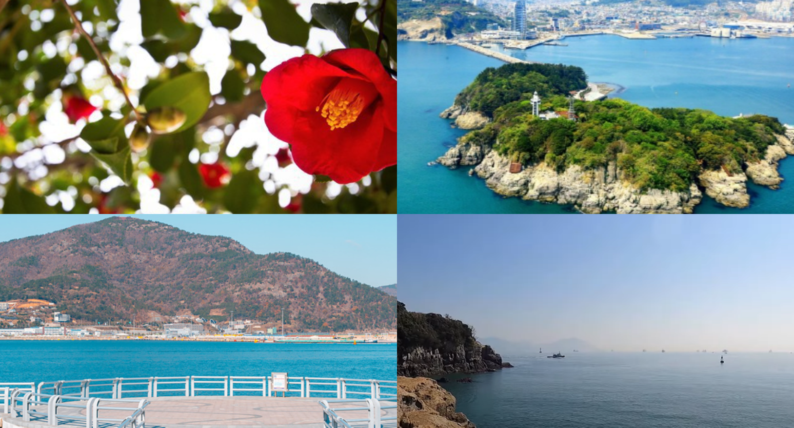 여수 동백꽃 개화시기