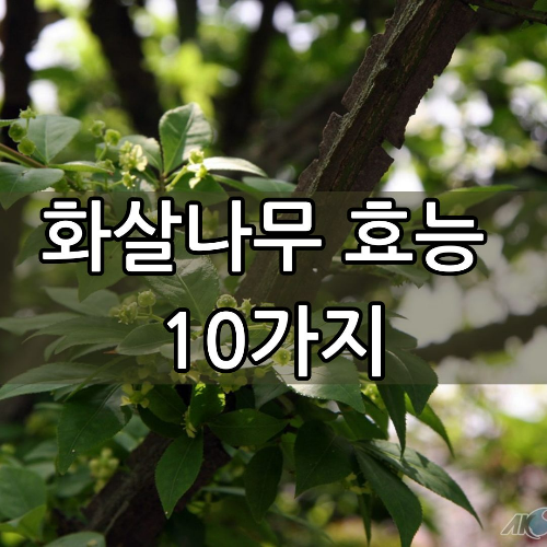 화살나무 효능