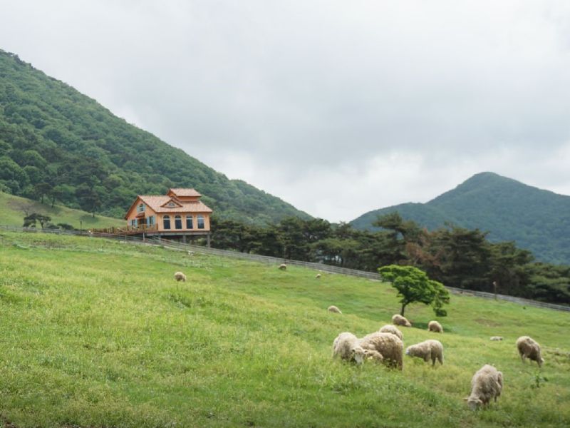 무등산양떼목장