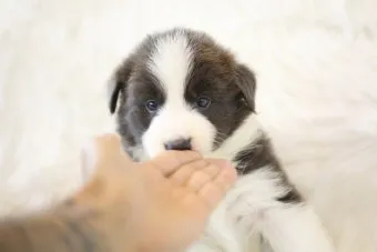 보더콜리분양가 2024년 가격 정보와 분양 팁_5