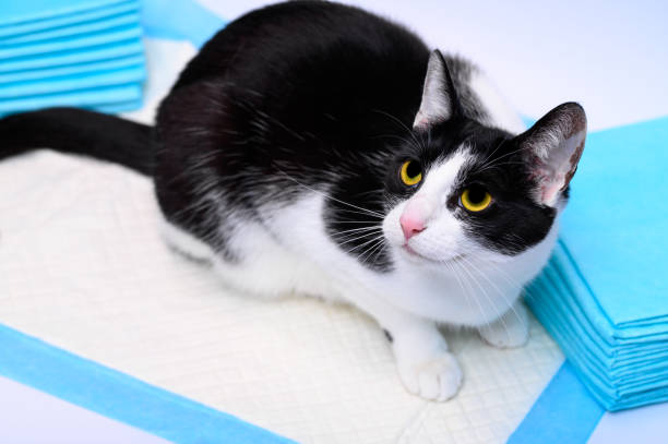 고양이 혈뇨란?