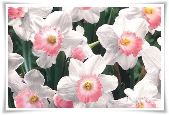 "수선화" 봄의 향기를 담은 마음을 따뜻하게 해 주는 봄의 전령사!