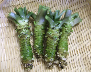 6시 내고향 정가농원 고추냉이