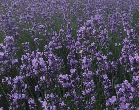 라벤더축제 고성