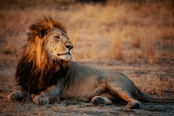 호랑이 꿈, 사자 꿈 해몽 : 호랑이 만나는 꿈, 호랑이 잡는 꿈, 사자와 싸우는 꿈 등
