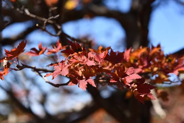 2025 한라산 탐방 사전예약 필수! 성판악&middot;관음사 코스 신청 꿀팁