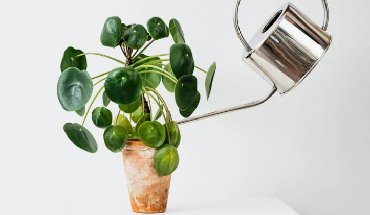 초보자를 위한 식물 물주기 완벽 타이밍가이드