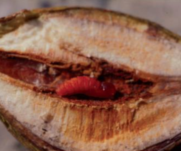 수양버들혹파리