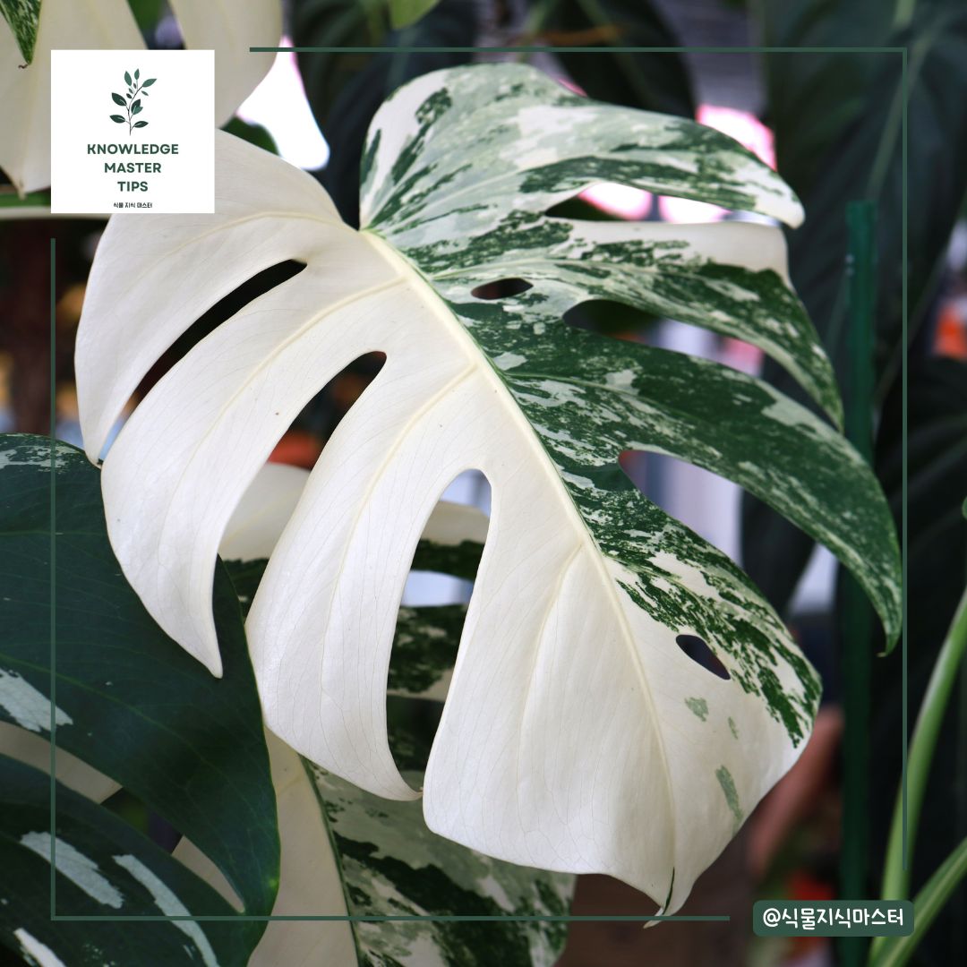 잎 무늬가 예쁜 식물 - 몬스테라 알보