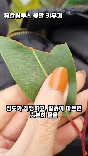 화분 잎마름 원인 햇빛부족 건조 과습 진단 맞춤 처방 가이드_3