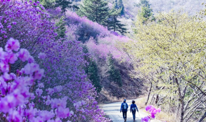 영취산-진달래축제