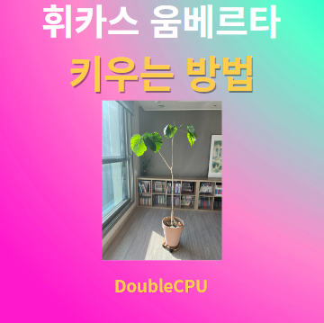 휘카스 움베르타 키우기 물주기