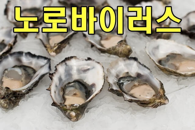 굴