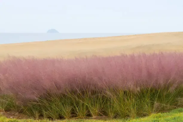 양주 나리공원 핑크뮬리
