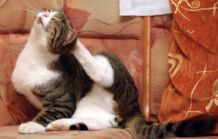 몸을 숨기는 고양이.