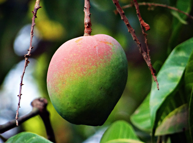 Mango