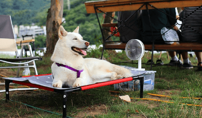 무더운 여름 인사말