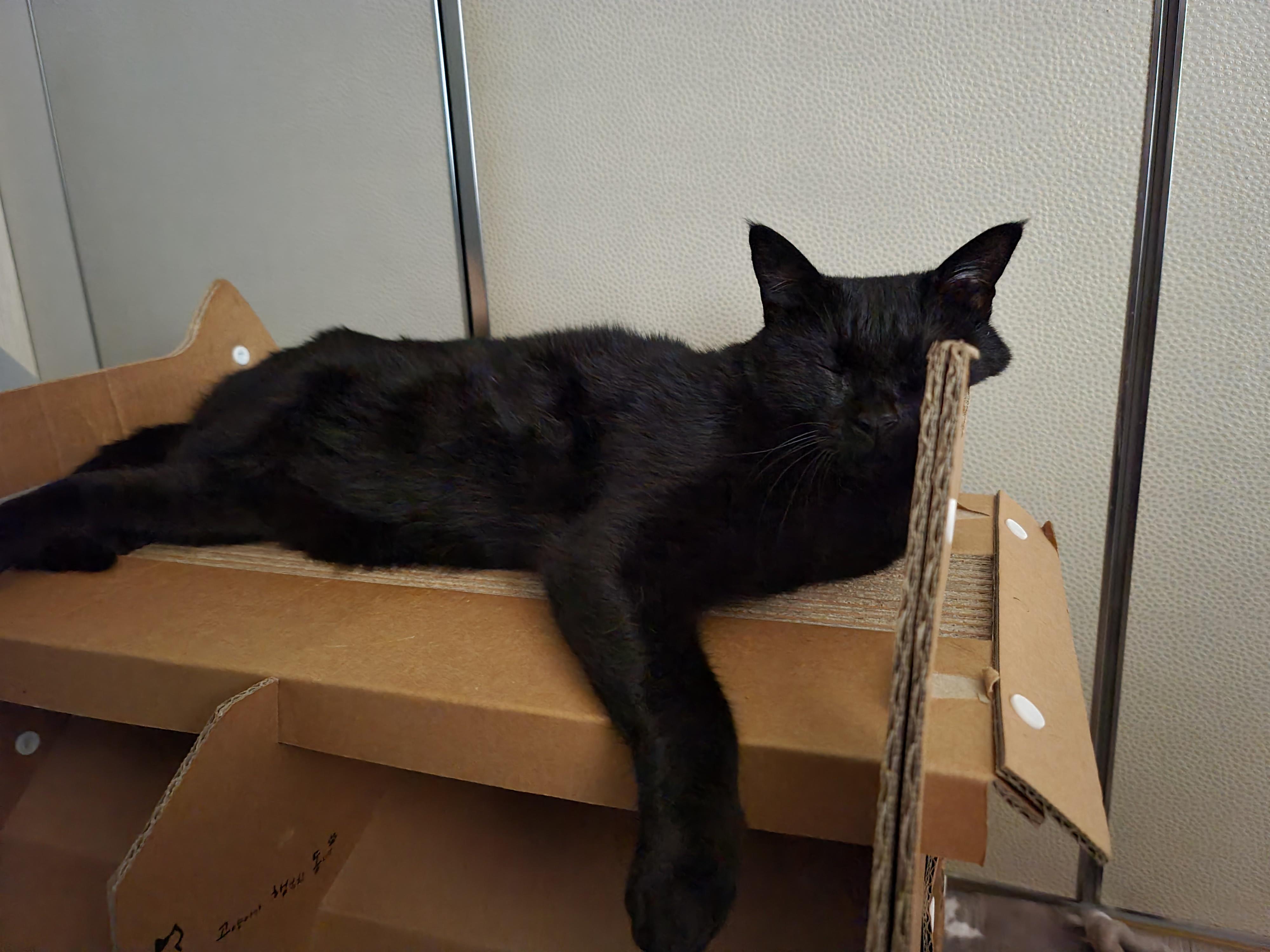 턱괴고 자는 편. 볼살 삐져나온 고양이. 스크래쳐 활용 잘 하는 고양이 건이.