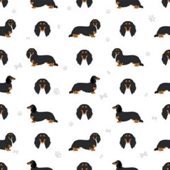 닥스훈트 순종 가격 성격 분양가격 장단점_4