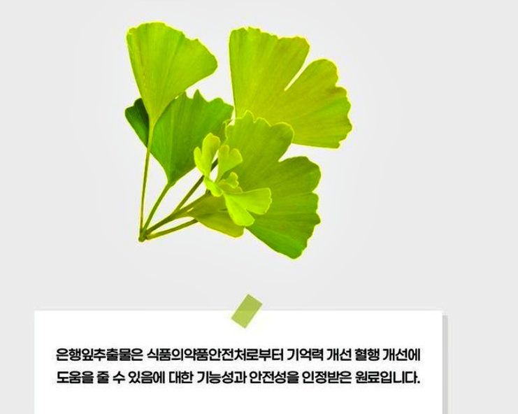은행잎추출물의 효과