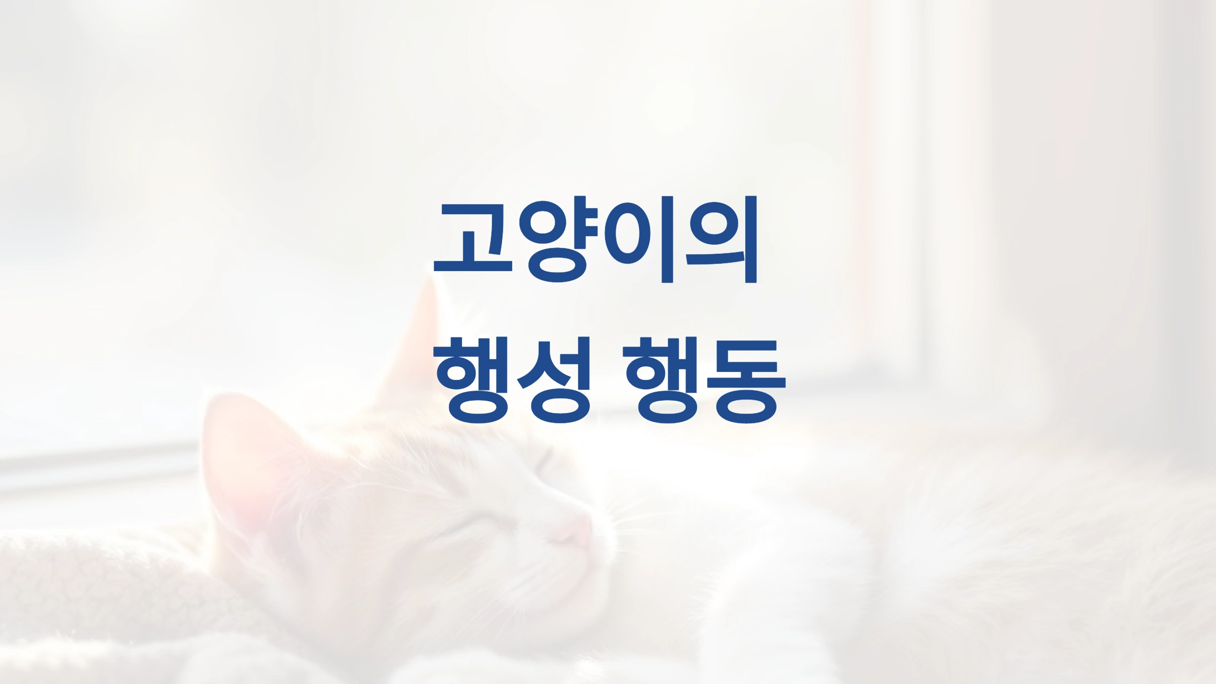 고양이의 야행성 본능 이해하기