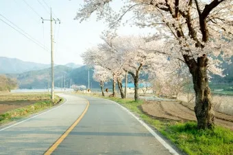 곡성 가볼만한곳 베스트10 기차마을 섬진강길 카페 산책_5