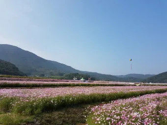 &amp;quot;코스모스