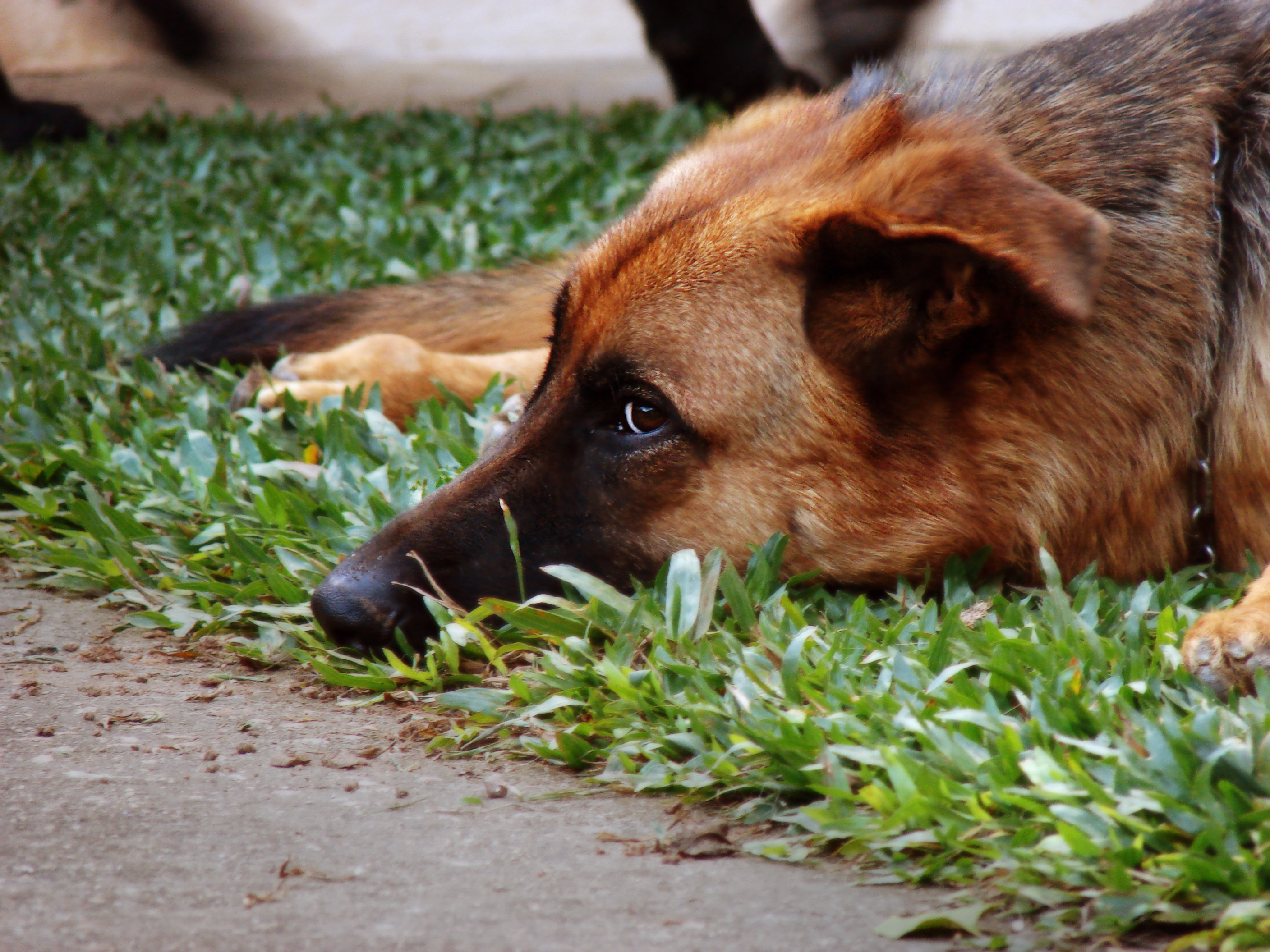 반려동물 외상 후 스트레스 관련 사진