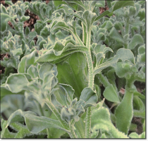 아이스플랜트 재배