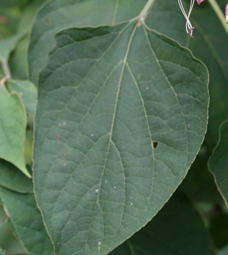 누리장나무 잎 1