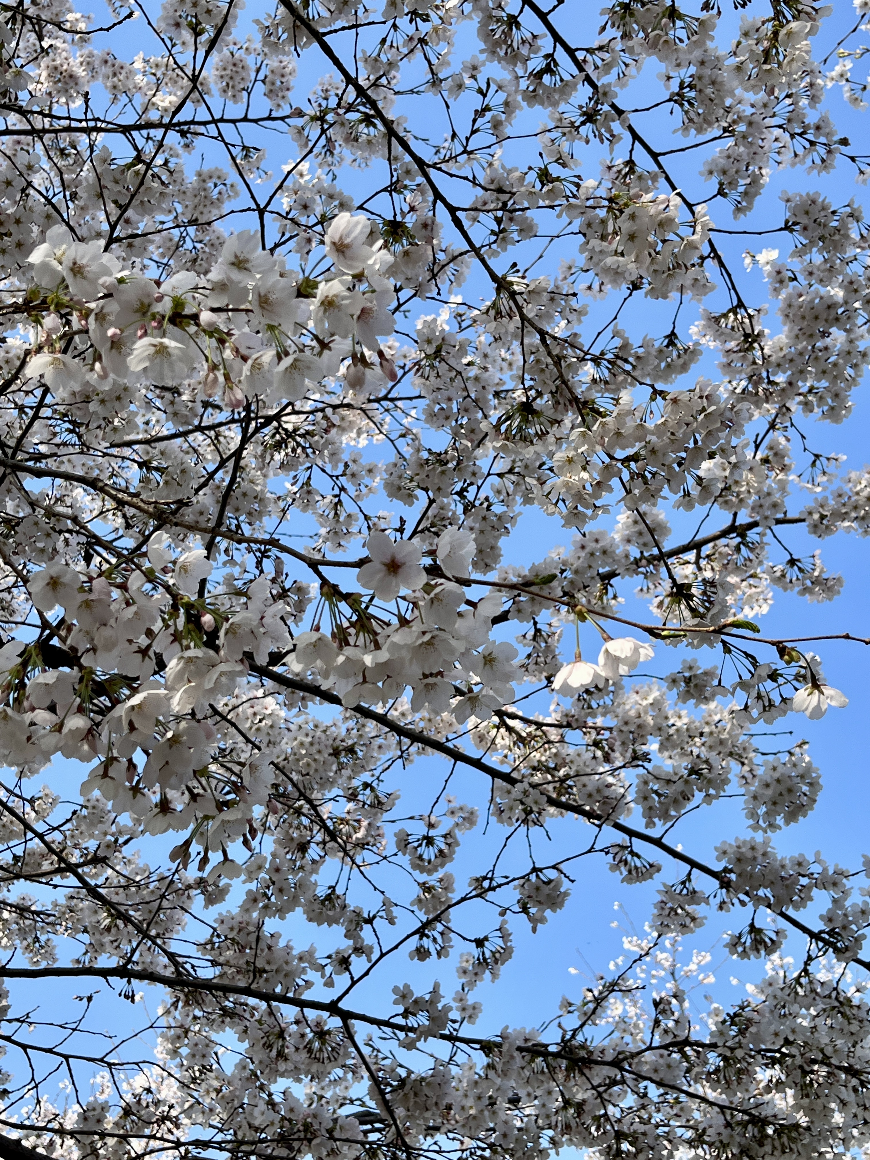 구리시민한강공원 벚꽃