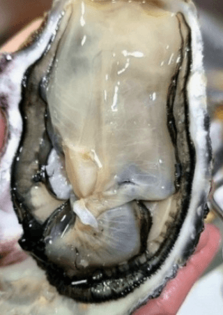 [6시 내고향] 고성 삼배체굴 여름굴 3배체굴 택배주문 판매 복만수산