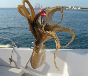 알트태그-낚시로 잡은 주꾸미