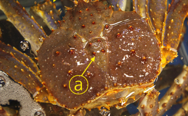블루 킹크랩 사진