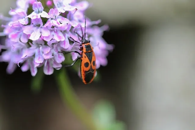 벌레가 날아다니는 꿈