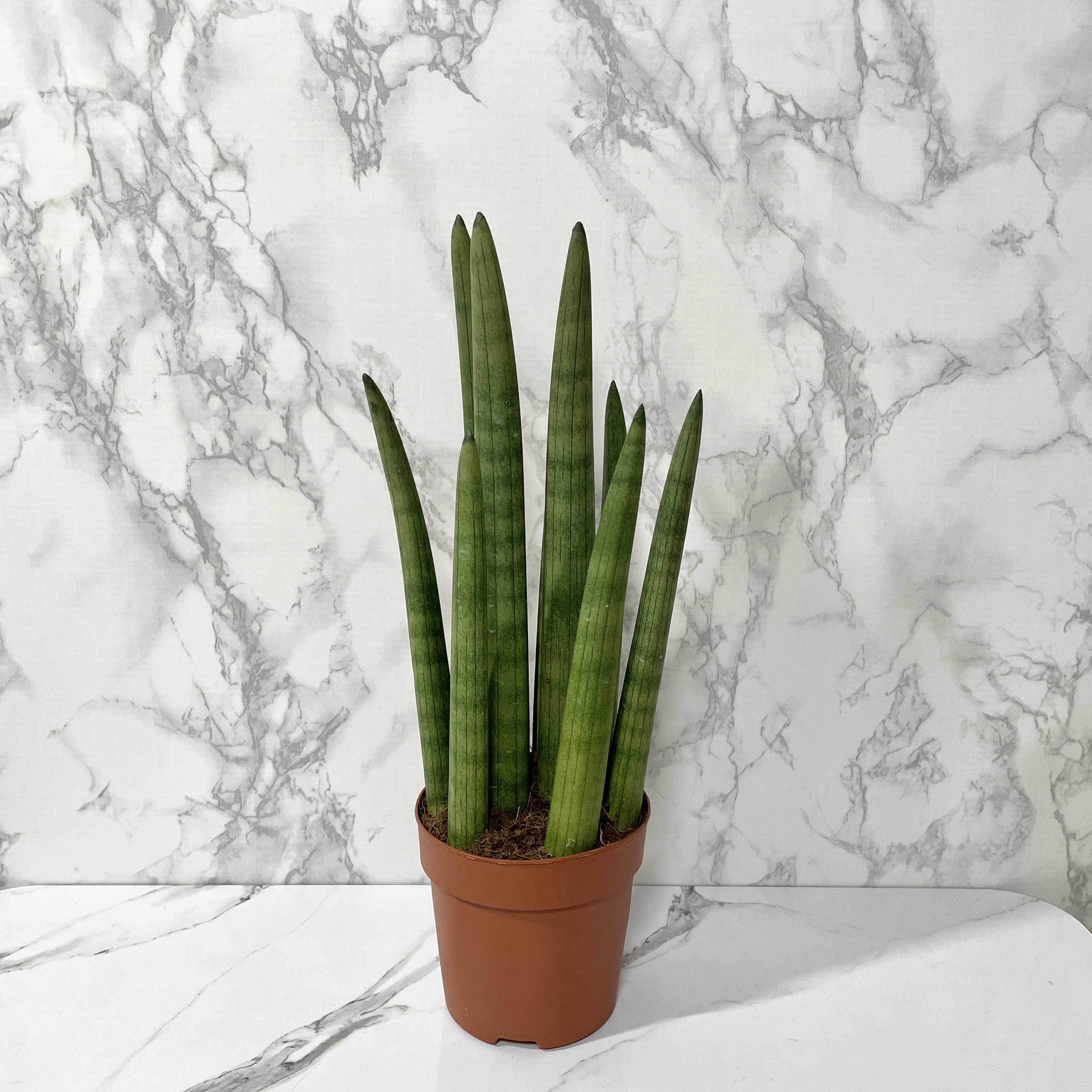 스투키 키우는 방법 물주기