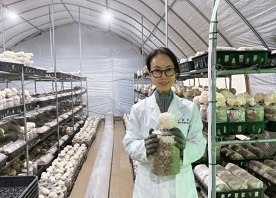 노루궁뎅이버섯