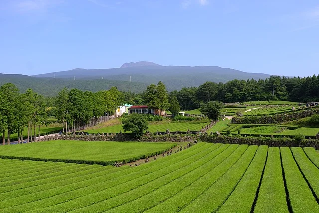 제주도 녹차밭