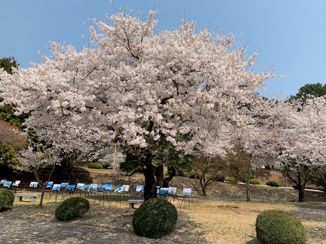 당진 벚꽃명소 골정지 군자정 카페 여행코스