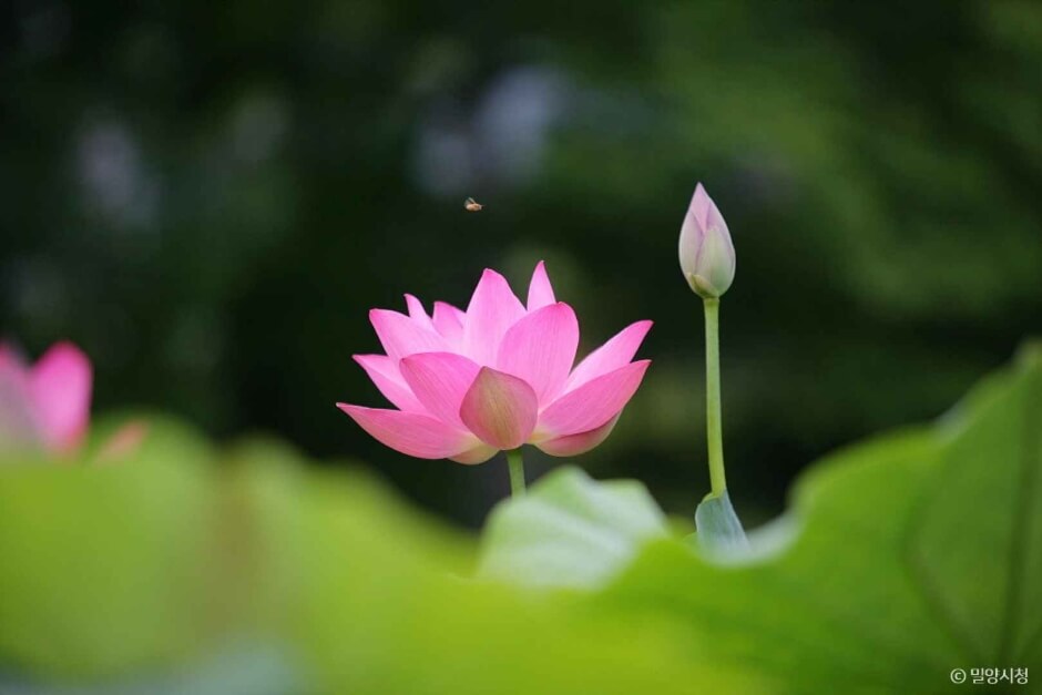 밀양 가볼만한곳 베스트 10