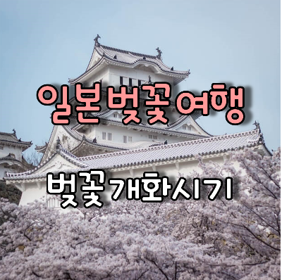 일본벚꽃