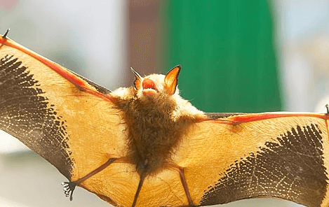 함평군 황금박쥐상